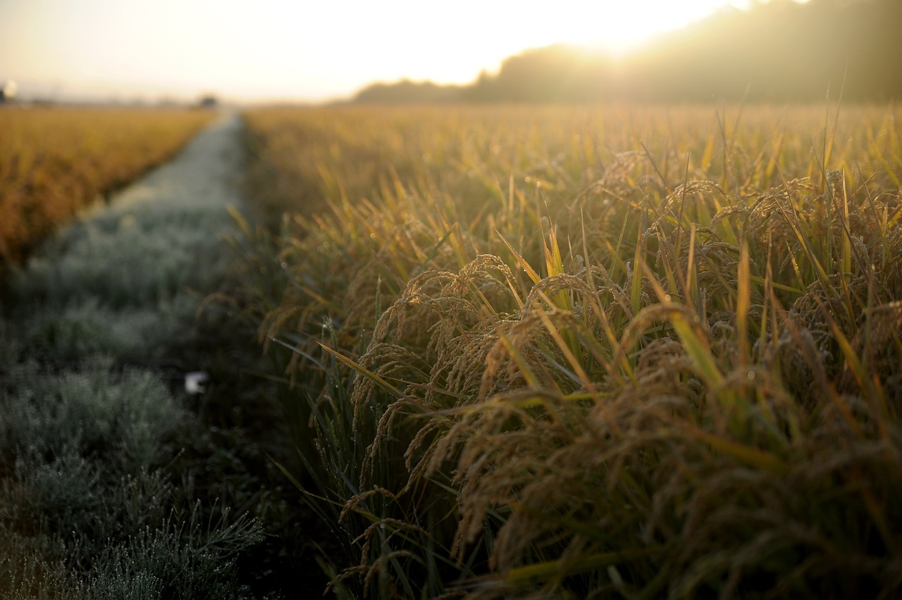 The Benefits of Sustainable Farming Practices